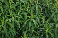 Siphocampylus giganteus