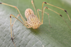 Scytodes pallida