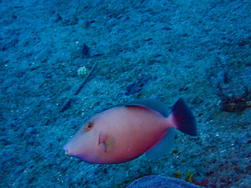 Bridle triggerfish (Sufflamen fraenatum) — Balistidae — 5