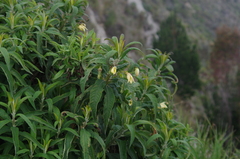 Siphocampylus giganteus