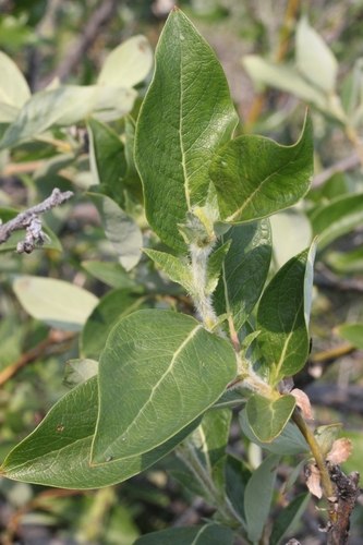 Salix richardsonii Hook.