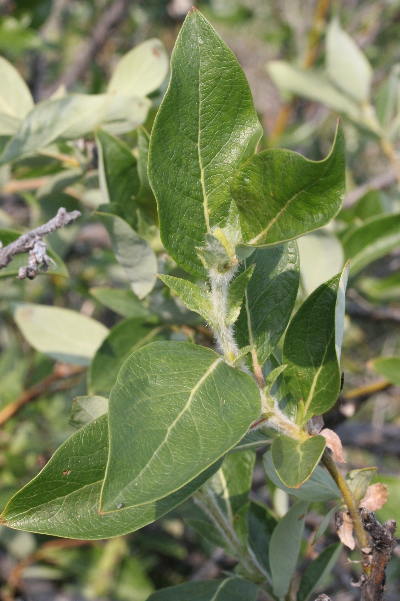 Salix richardsonii