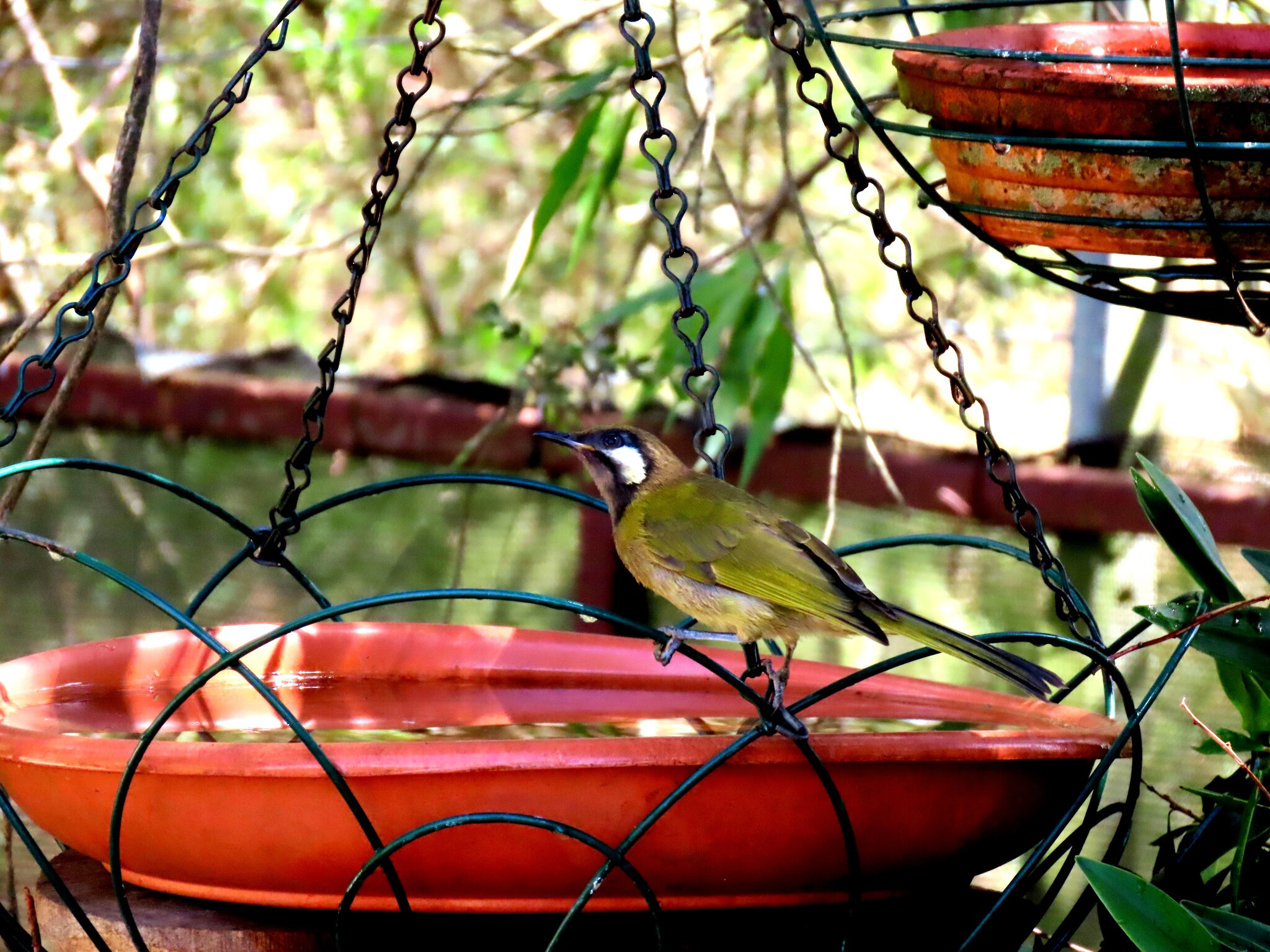 White-eared Honeyeater (Nesoptilotis leucotis), photo 3