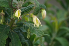 Siphocampylus giganteus