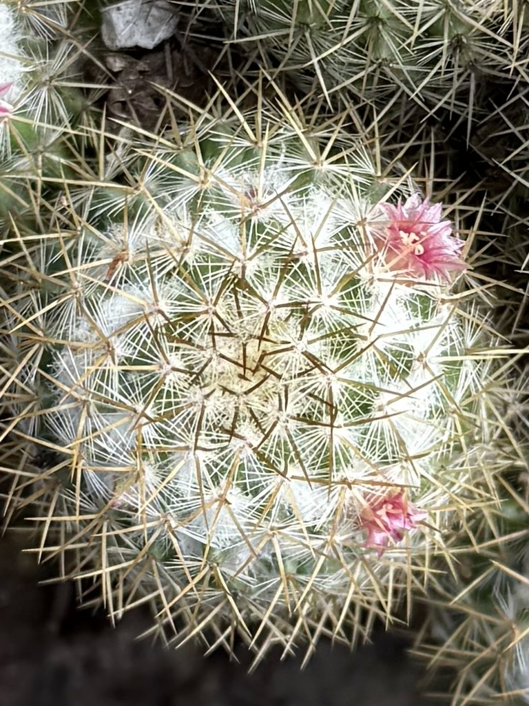 Mammillaria columbiana
