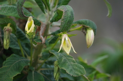 Siphocampylus giganteus