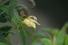 Siphocampylus giganteus