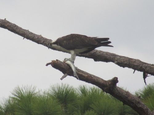 iNaturalist: (c) Hugh Zhong, some rights reserved (CC BY-NC), uploaded by Hugh Zhong iNaturalist image