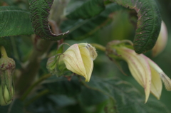 Siphocampylus giganteus