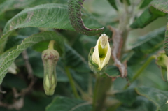 Siphocampylus giganteus