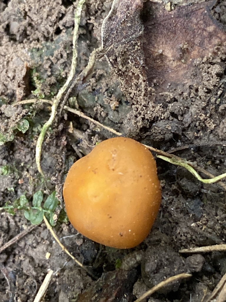 Macrocystidia reducta · January 2026 · photo: © jack12347 (iNaturalist, cc0)