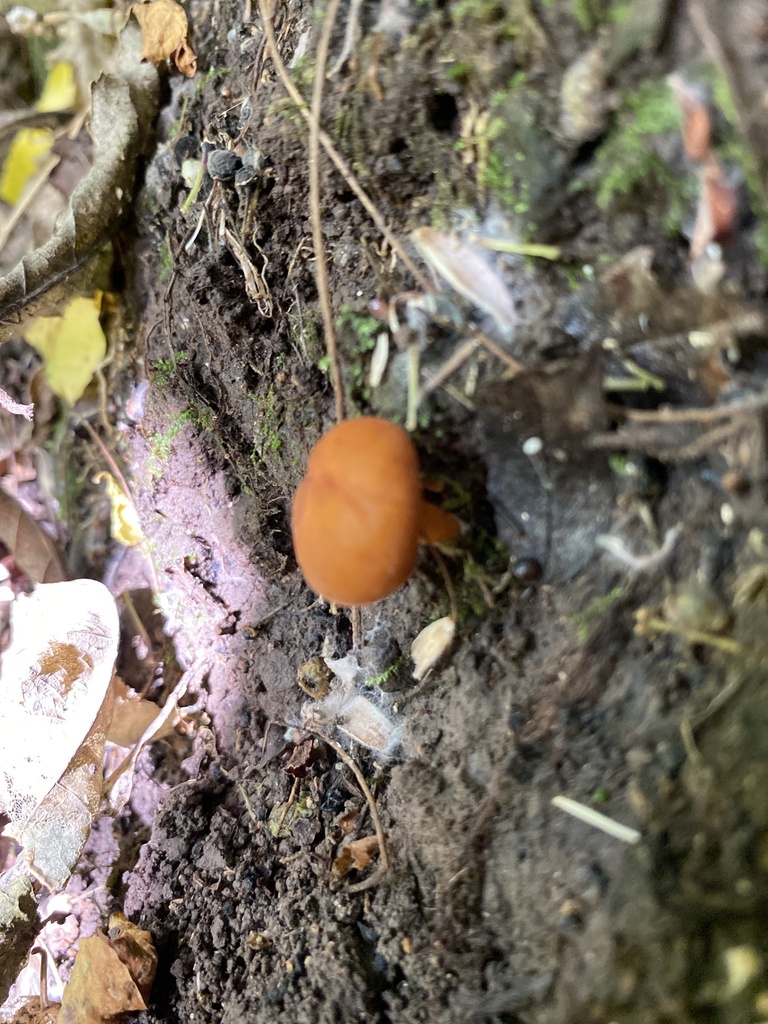 Macrocystidia reducta · January 2026 · photo: © jack12347 (iNaturalist, cc0)