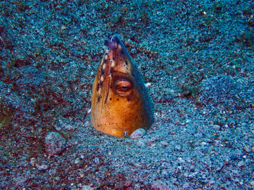 Blackfin snake eel (Ophichthus altipennis) — Ophichthidae — 4