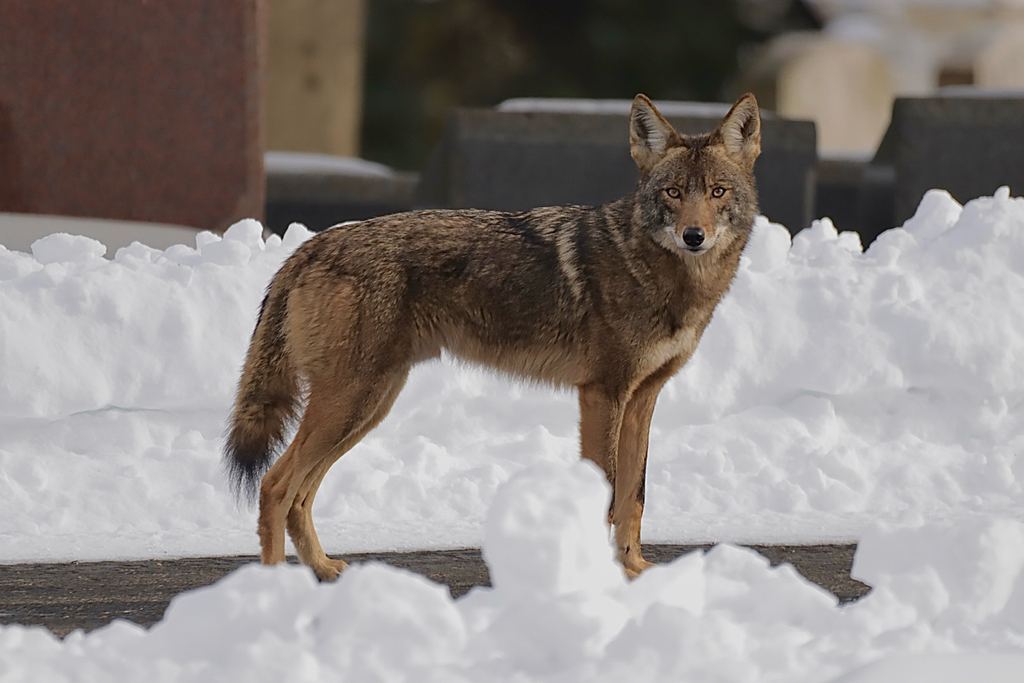 Coyote standing on snow with head turned to the camera, Louisville, Kentucky