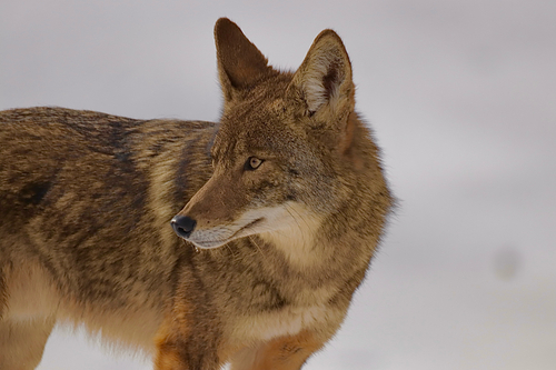 Coyote photographed in Kentucky