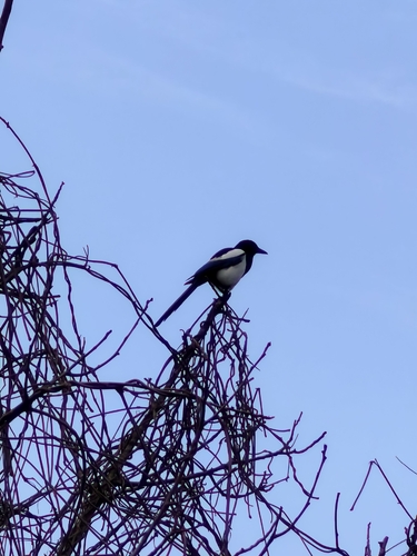 Oriental Magpie