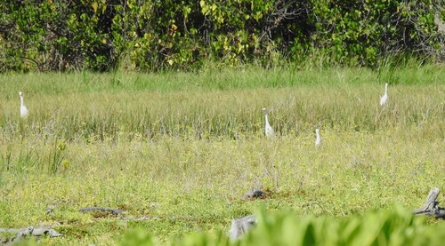 iNaturalist: (c) Ben Ginter, some rights reserved (CC BY-NC), uploaded by Ben Ginter iNaturalist image