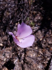 Calochortus palmeri