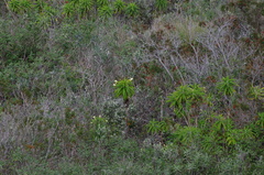 Siphocampylus giganteus