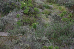 Siphocampylus giganteus