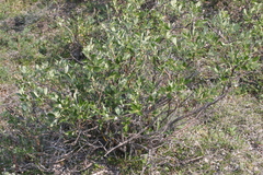 Salix richardsonii