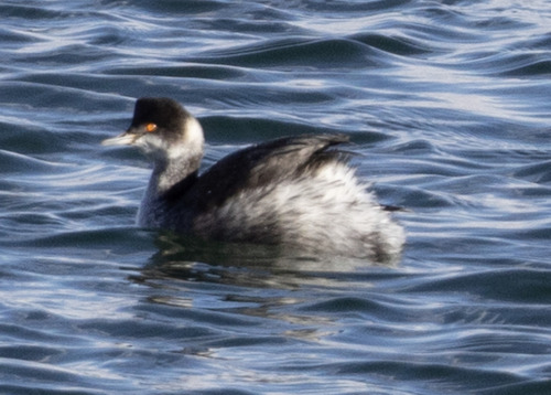 iNaturalist: (c) Blaze Birding, some rights reserved (CC BY-NC), uploaded by Blaze Birding iNaturalist image