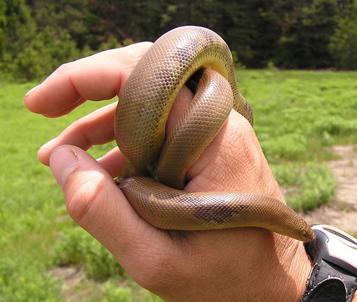 iNaturalist observation photo of Northern Rubber Boa