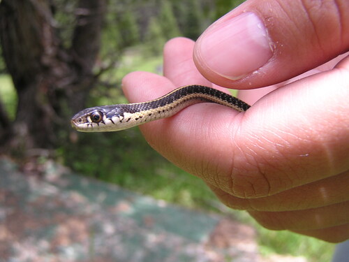 iNaturalist observation photo of Western Terrestrial Garter Snake