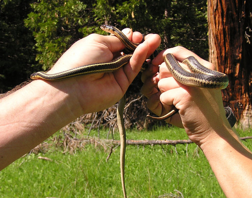 iNaturalist observation photo of Western Terrestrial Garter Snake