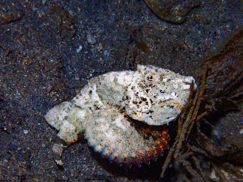 Devil scorpionfish (Scorpaenopsis diabolus) — Scorpaenidae