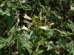 Jacquemontia havanensis