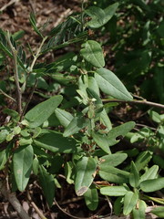 Jacquemontia havanensis