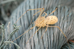 Scytodes pallida