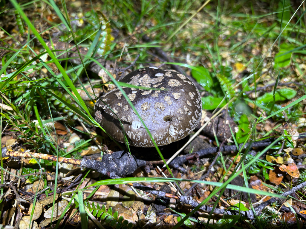 Amanita nothofagi · January 2026 · photo: © conehead_nz (iNaturalist, cc-by)
