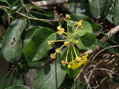Stigmaphyllon emarginatum