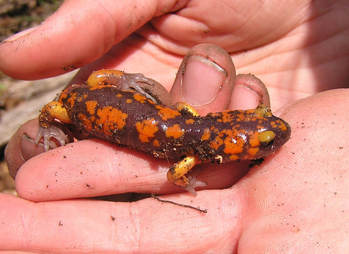 iNaturalist observation photo of Sierra Nevada Ensatina
