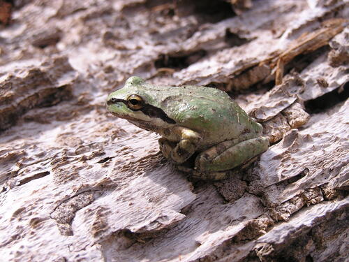 iNaturalist observation photo of Pacific chorus frog