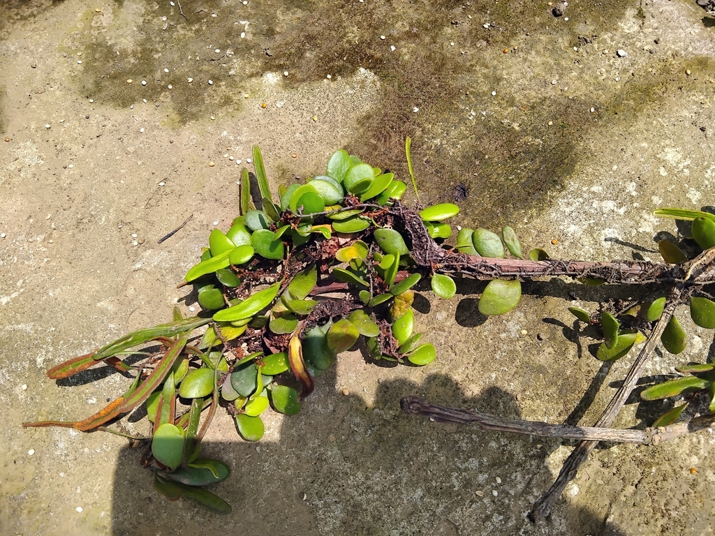 Epiphytic creeping fern (Pyrrosia piloselloides)