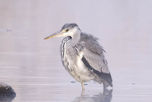 iNaturalist: (c) m_sato, some rights reserved (CC BY-NC) iNaturalist image