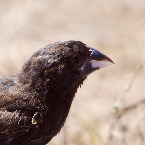 Espanola Cactus Finch (Geospiza conirostris), photo 3