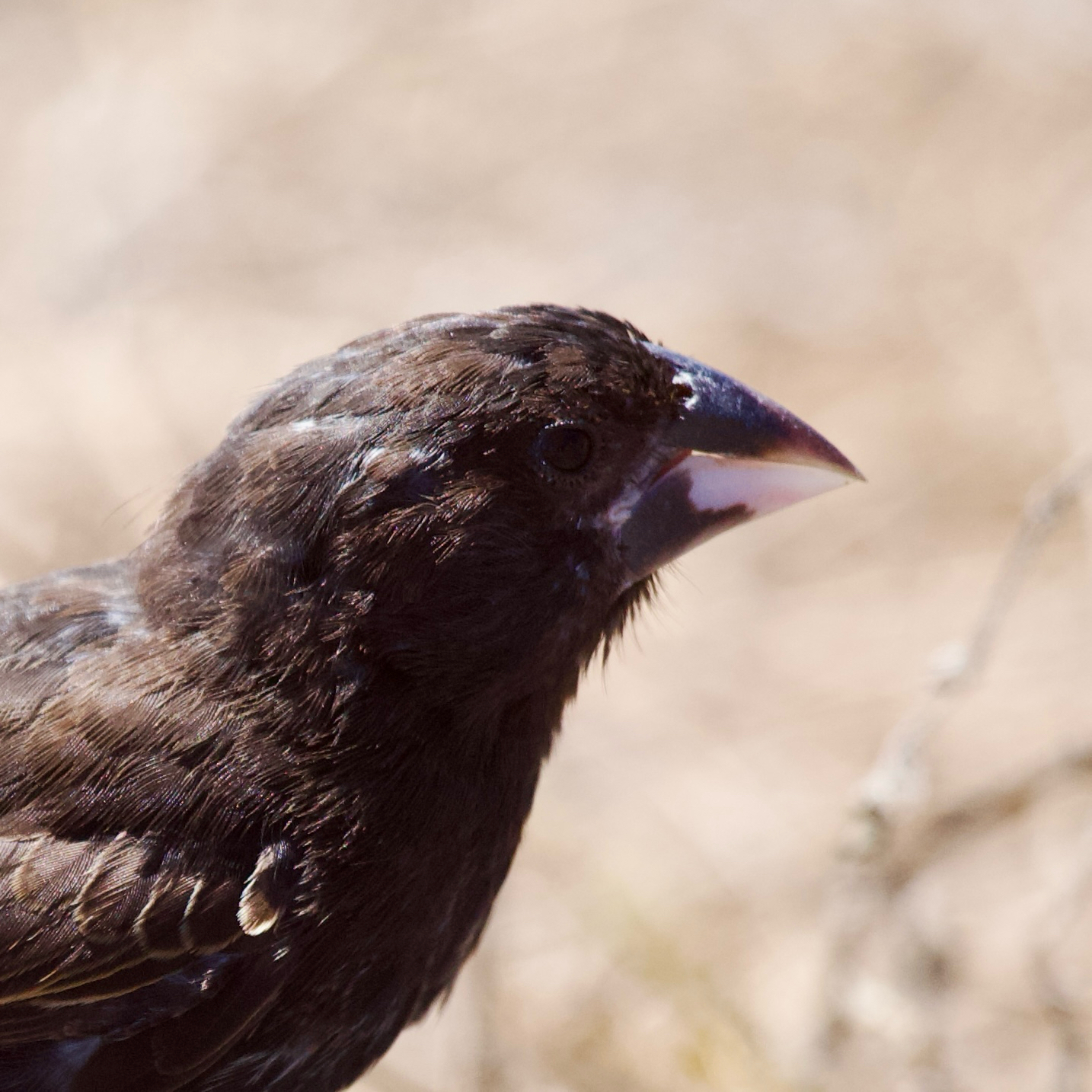 Espanola Cactus Finch (Geospiza conirostris), photo 3