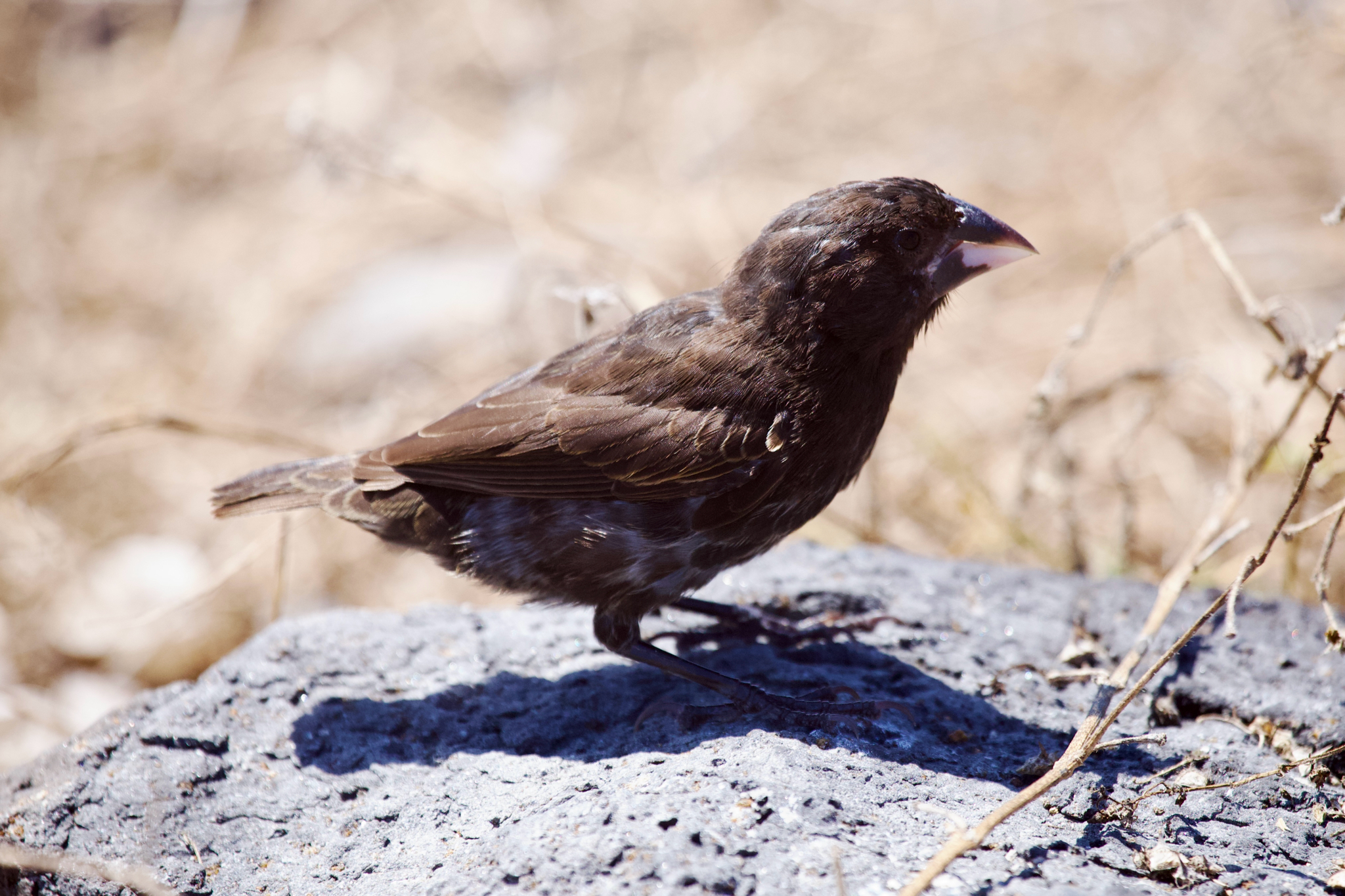 Espanola Cactus Finch (Geospiza conirostris), photo 2
