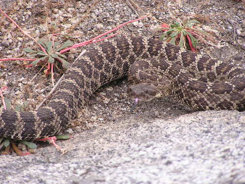 iNaturalist observation photo of Northern Pacific Rattlesnake