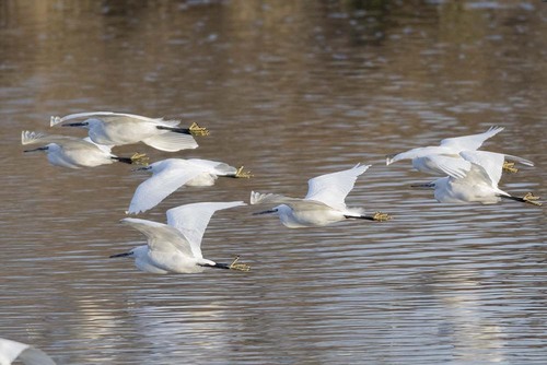 iNaturalist: (c) m_sato, some rights reserved (CC BY-NC) iNaturalist image