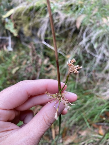 Juncus effusus observed 2026-01-27