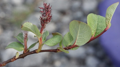 Salix ovalifolia var. ovalifolia