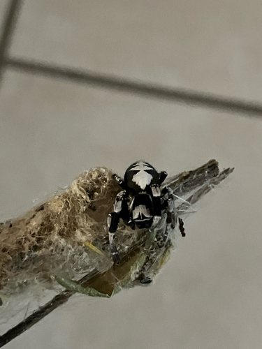 Two-tone stegodyphus velvet spider