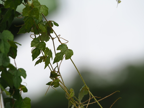 Taiwan Wild Grape (Vitis thunbergii)