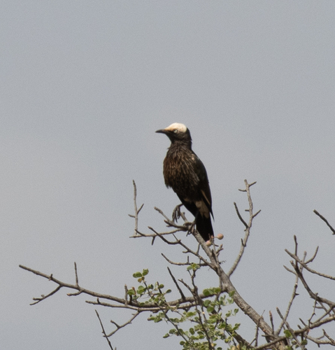 White-crowned Starling (Lamprotornis albicapillus), photo 7