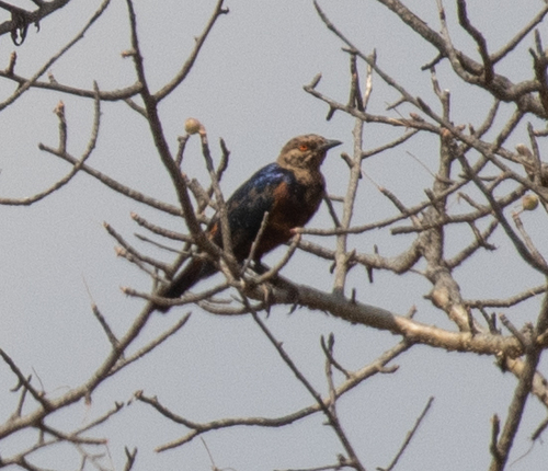 Shelley's Starling (Lamprotornis shelleyi), photo 8
